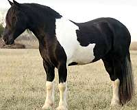 athletic-draft-horse