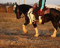 cross-draft-horse