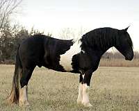 draft-horse