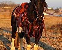 husband-safe-draft-horse