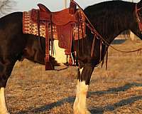 parade-draft-horse