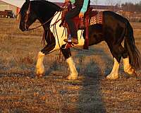 performance-draft-horse