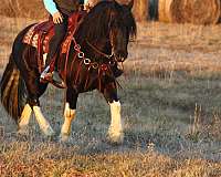 performance-draft-horse