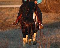 ridden-western-draft-horse