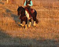 ridden-western-draft-horse