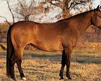 ranch-versatility-quarter-horse