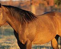 ranch-work-quarter-horse