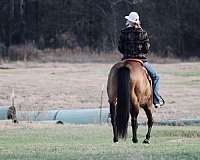 roping-quarter-horse