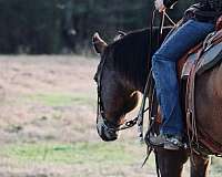 western-riding-quarter-horse