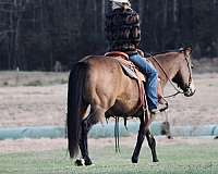 working-cattle-quarter-horse