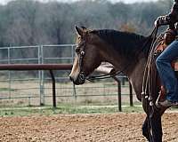 buckskin-quarter-horse-mare