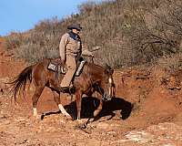 calf-roping-quarter-horse