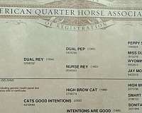 ranch-versatility-quarter-horse