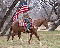 ranch-work-quarter-horse