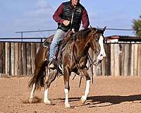 calf-roping-quarter-horse