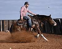 ranch-versatility-quarter-horse