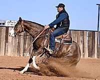 ranch-work-quarter-horse