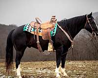 athletic-quarter-horse