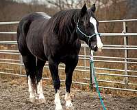 ranch-versatility-quarter-horse