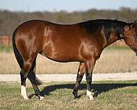 athletic-quarter-horse