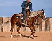 calf-roping-quarter-horse