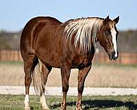 performance-quarter-horse