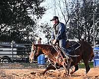 ranch-versatility-quarter-horse