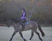 calf-roping-draft-horse