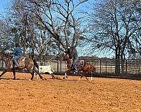 flashy-draft-horse