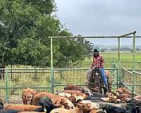 athletic-draft-horse