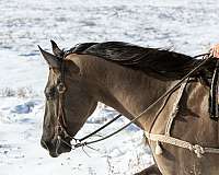 parade-draft-horse