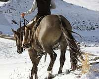 ridden-western-draft-horse