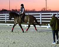 roping-draft-horse