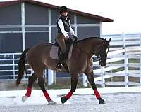 show-draft-horse