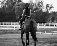 team-penning-draft-horse