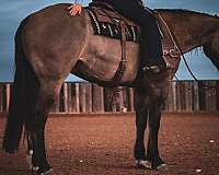 trail-riding-draft-horse