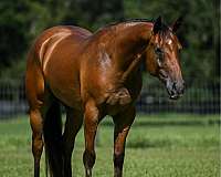 beginner-quarter-horse