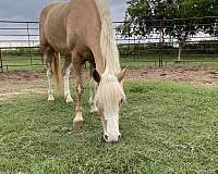 barrel-racing-haflinger-horse