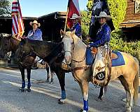 drill-team-haflinger-horse