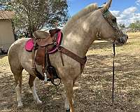 all-around-haflinger-horse