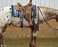 athletic-appaloosa-horse