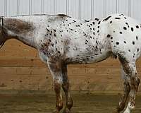 cutting-appaloosa-horse