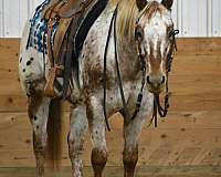 calf-roping-appaloosa-horse