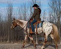 flashy-appaloosa-horse