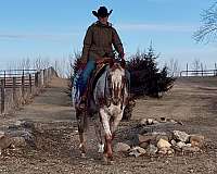 husband-safe-appaloosa-horse