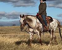 performance-appaloosa-horse