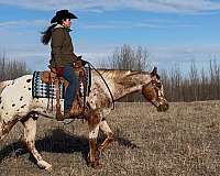 ranch-versatility-appaloosa-horse