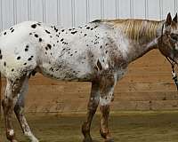 roping-appaloosa-horse