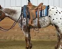 show-appaloosa-horse