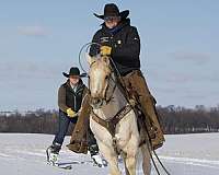 husband-safe-quarter-horse